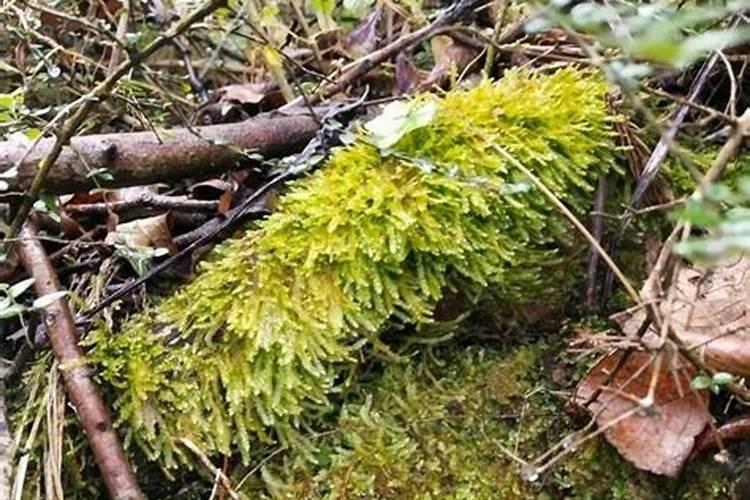 灰尘能做花肥吗 灰尘做花肥好不好