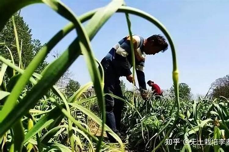 紫花苜蓿套种什么效果好