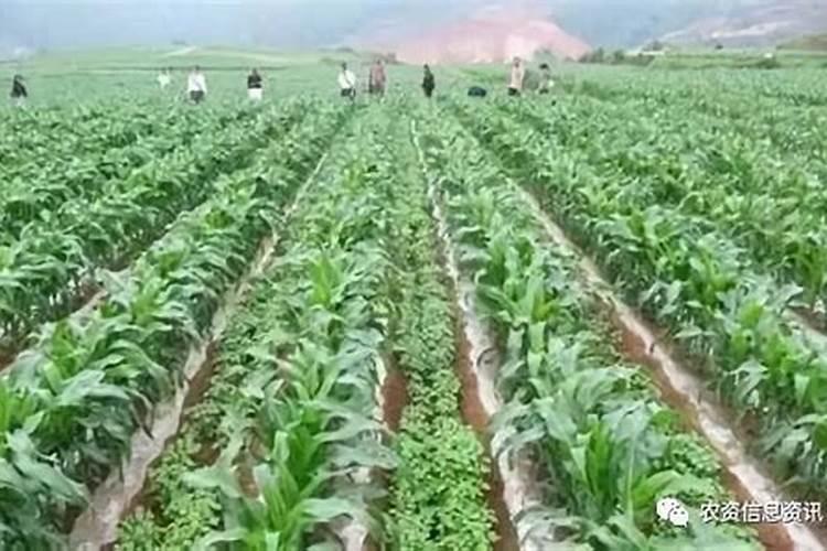 玉米套种什么较好