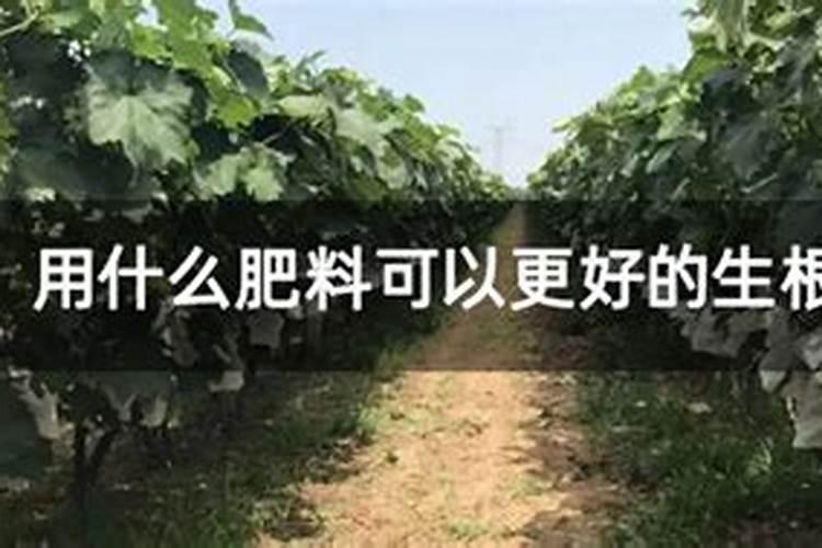 生根肥料最佳配方