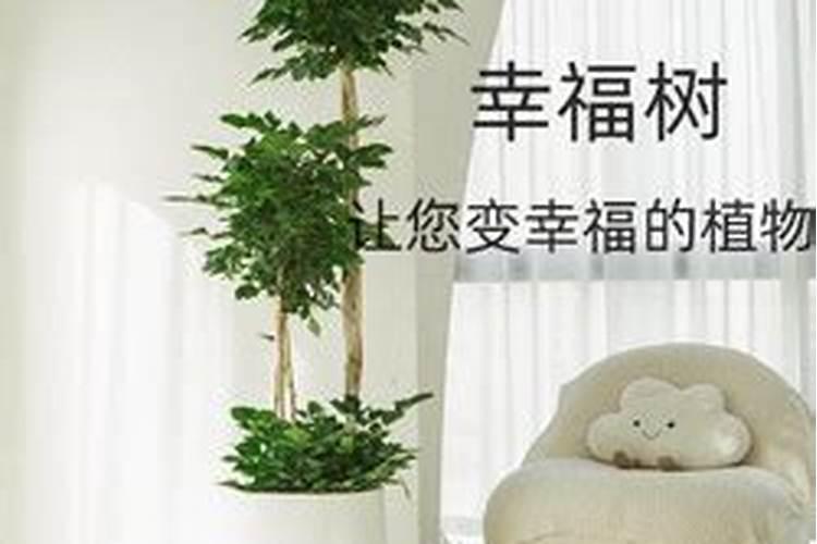 幸福树移栽后最快几天可以服盆？