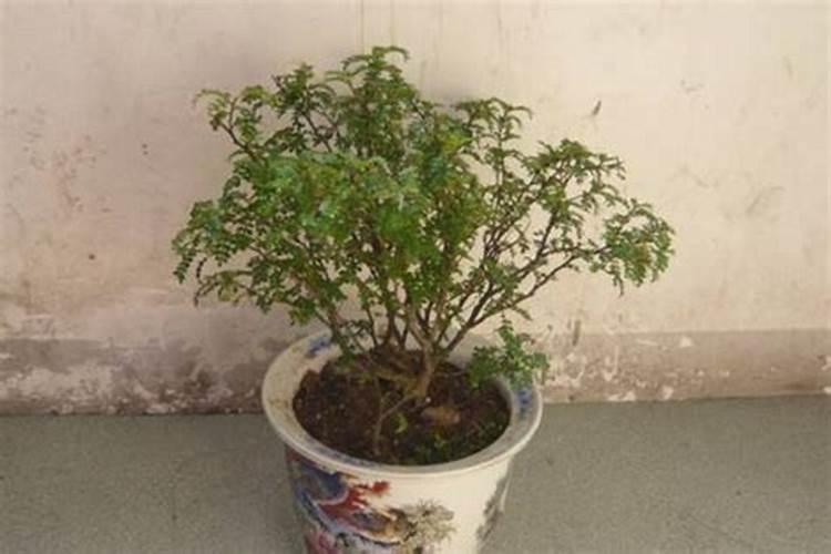 胡椒木卷叶子(胡椒木叶子焦一半)