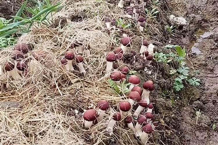 如何管理花生饱果成熟期