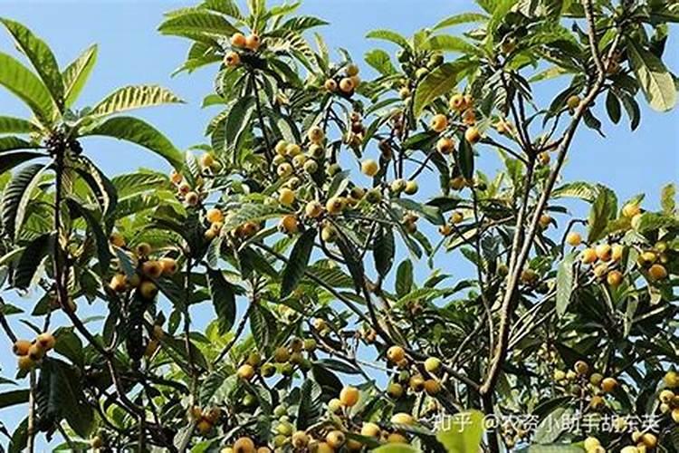 枇杷施肥用什么最好