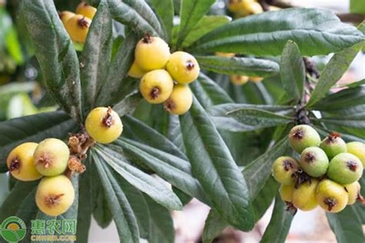 枇杷果树要施什么肥？