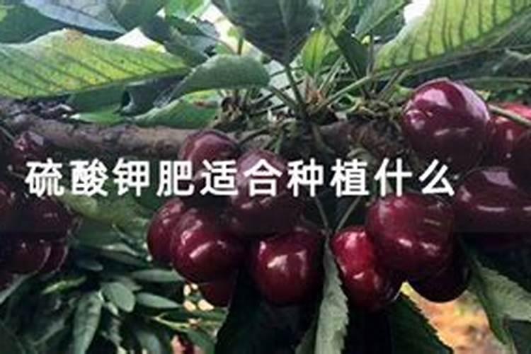 硫酸钾肥料适合种什么