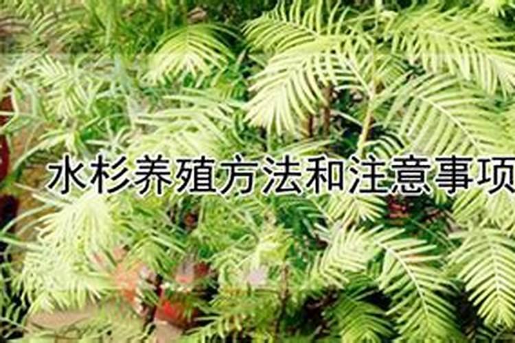 水杉用什么肥料最好