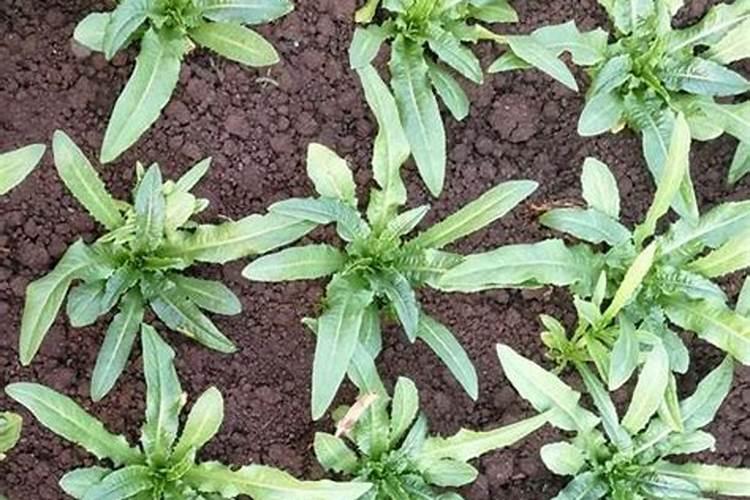 油菜追肥用什么肥料好