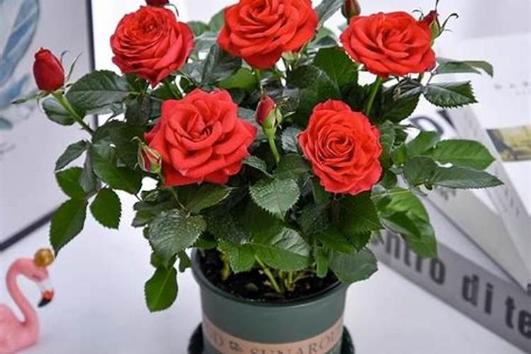 尿素可以浇月季花吗