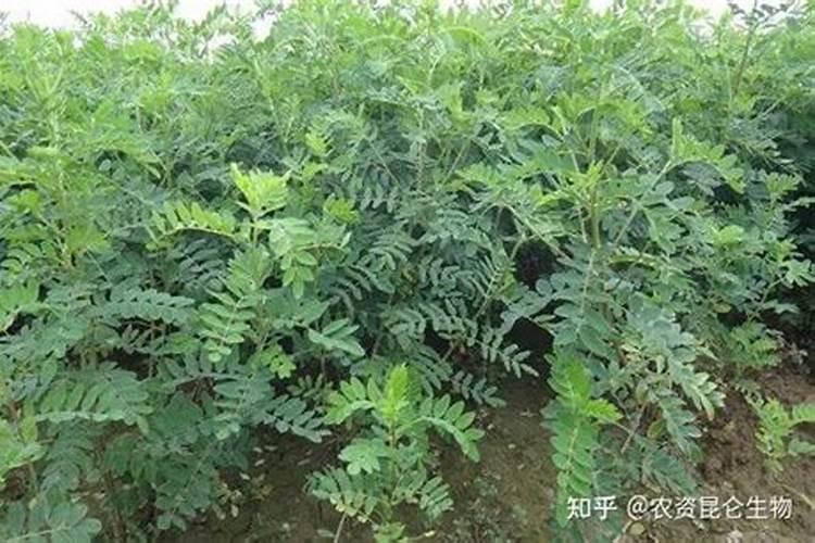 黄芪喜欢什么肥料才高产品质好。