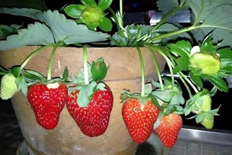 种草莓需要施什么肥料