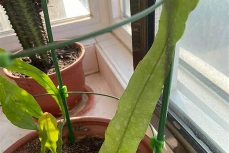 昙花施什么肥最好