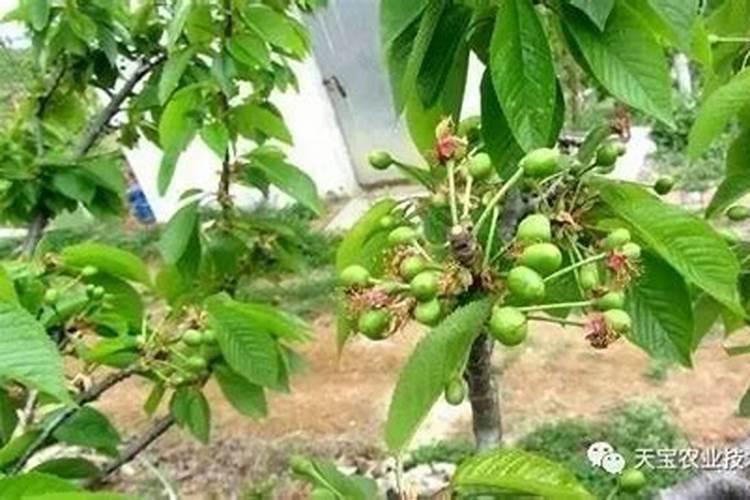 大棚种植甜樱桃总掉果子,如何提高坐果率？