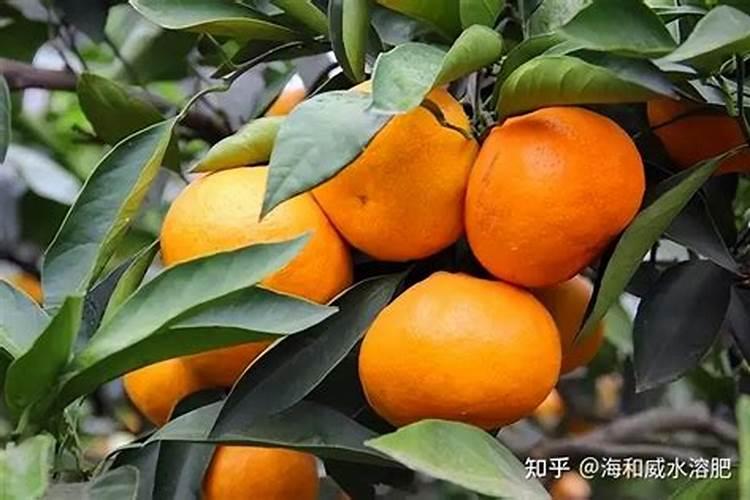 柑橘用什么水溶肥好