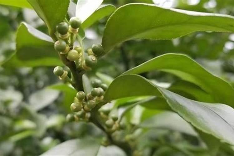 柑橘二次生理落果严重？选对肥料,转青快,坐果稳!