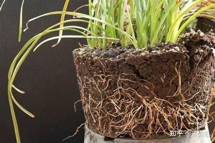 芸苔素在玉米上的最佳使用时间和使用方法