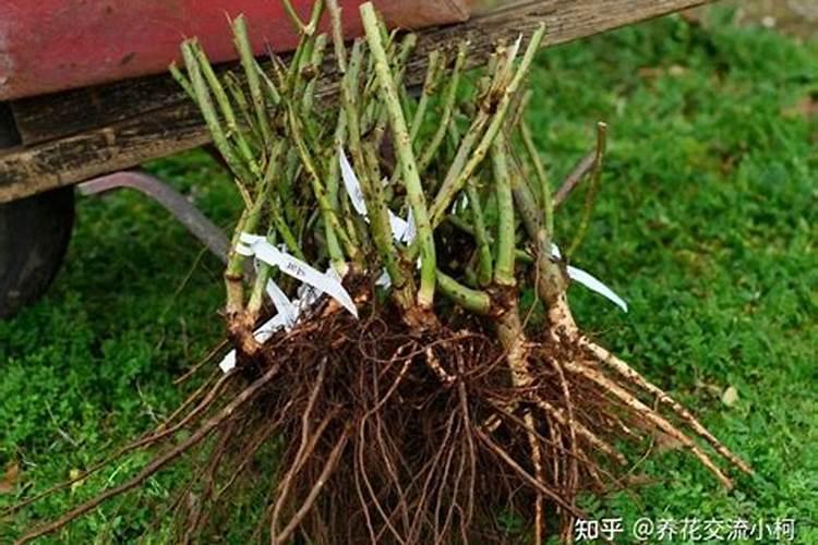 买回来的光秃秃的裸根月季冒新芽了后咋养护？