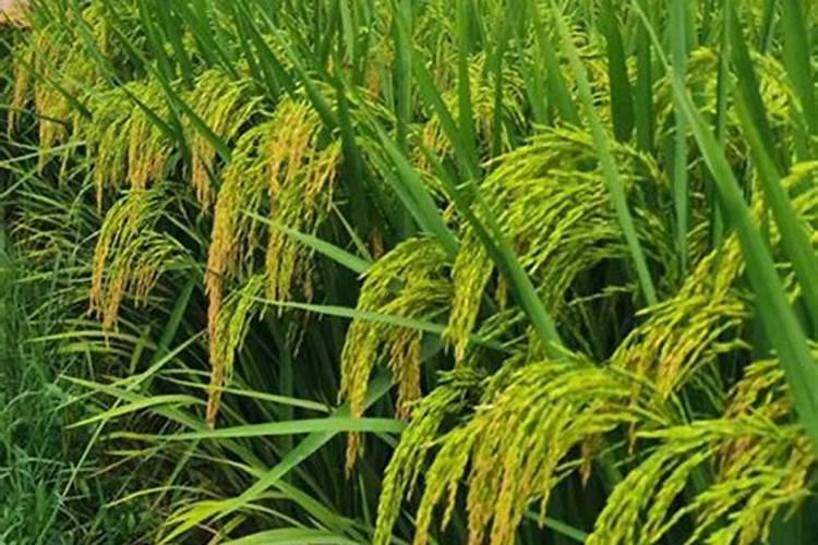 水溶肥是一种新型的肥料,这种肥料比较适合什么农作物？