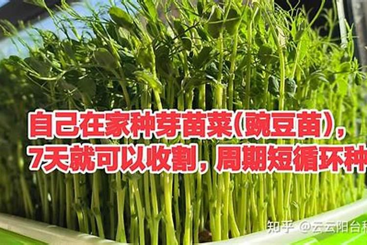 请问豌豆应该怎么追肥比较好？