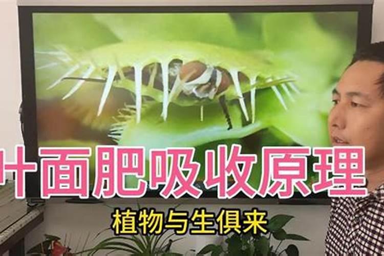 莲花宝麦润效果怎么样