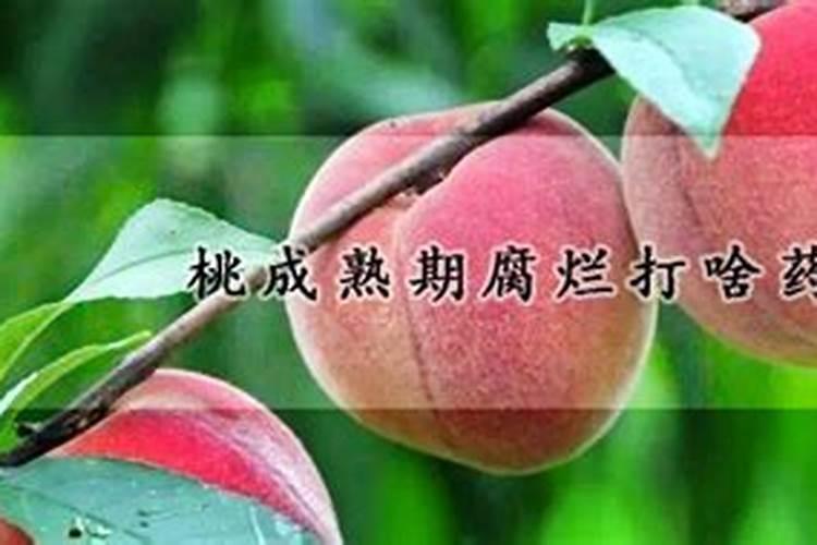 桃树幼果期需要什么肥料？
