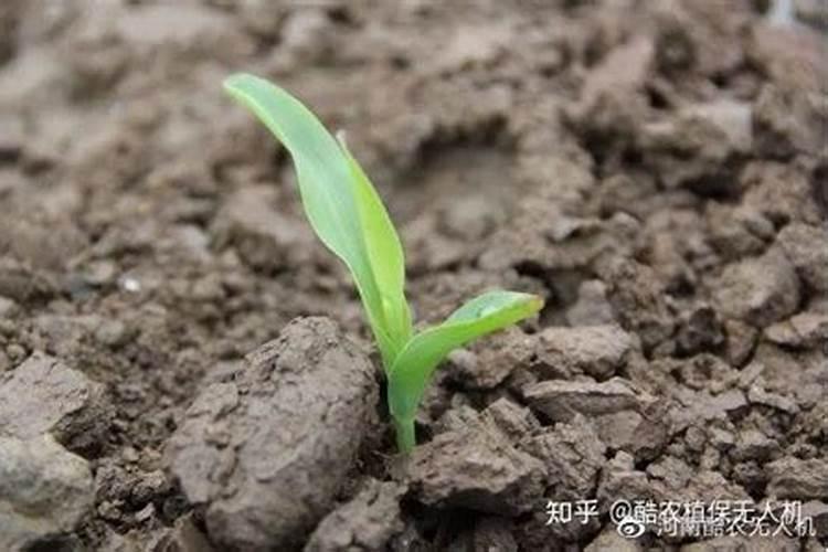 玉米苗发黄打什么叶面肥