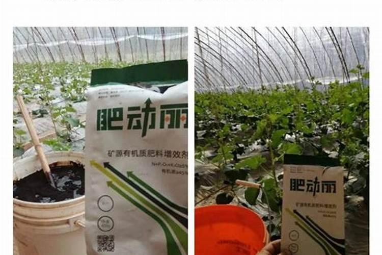 3亩多地种小麦买几袋肥料