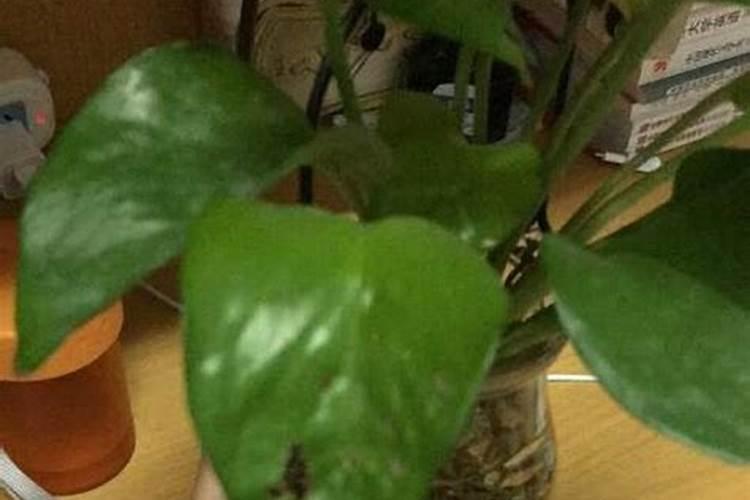 钱多多绿植施肥过多叶子枯萎怎么办？