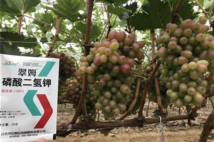 第一年葡萄小苗怎样施肥