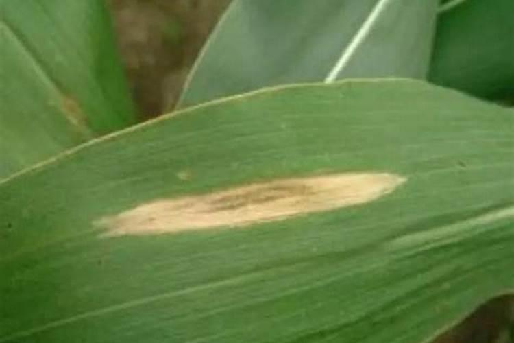 果树结果期用哪种水溶肥效果好？果树膨大期施肥怎么施？