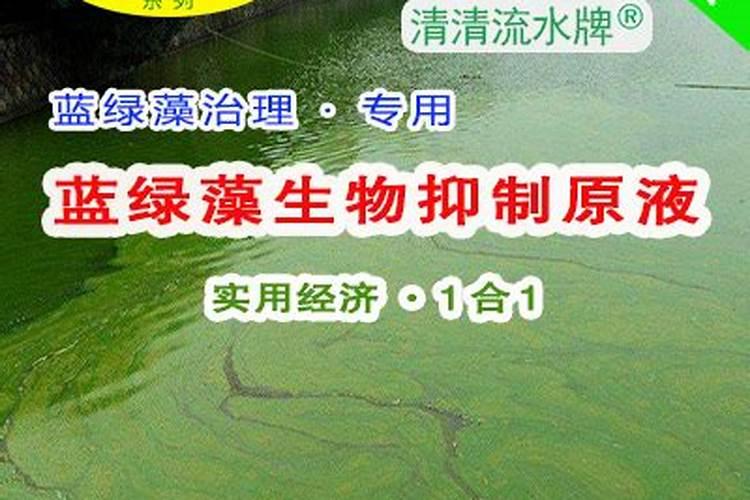 碗莲叶子不展开怎么办