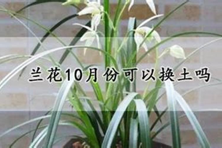 兰花几月份施磷酸二氢钾最佳