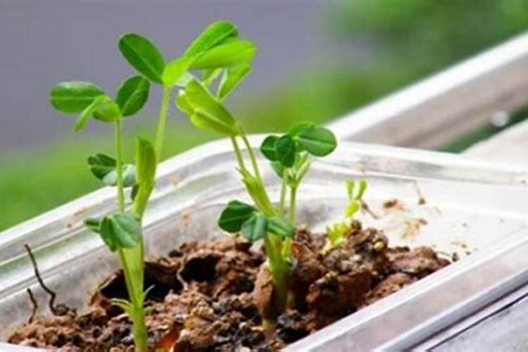 生根粉要怎么用才能效果好呢(图)