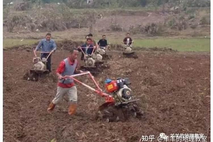 刚种的萝卜种子要浇水吗