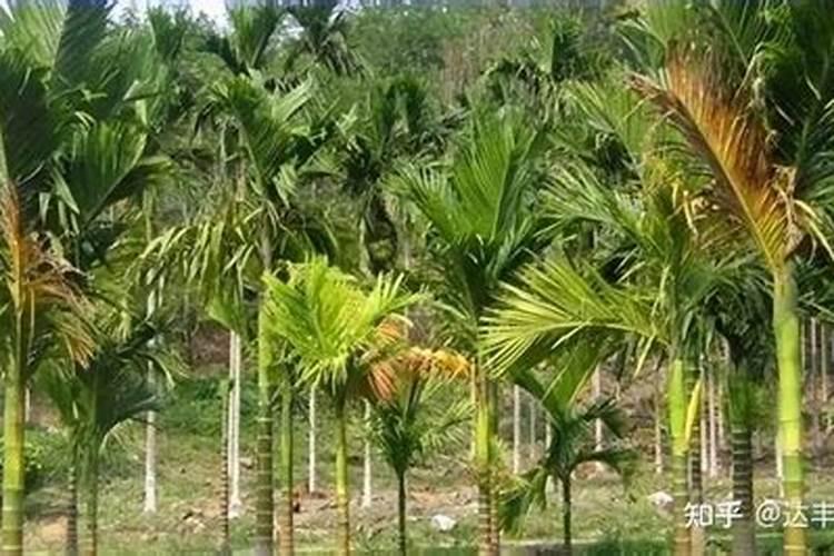 槟榔底肥如何施肥最好呢？