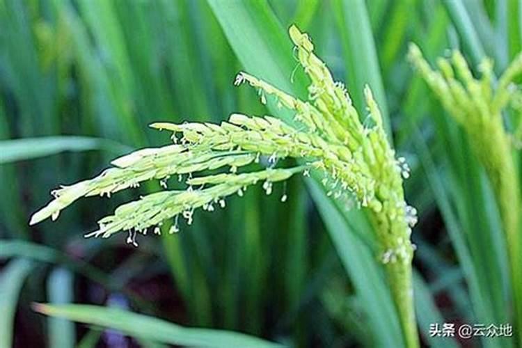 水稻什么时候施钾肥,钾肥对水稻的作用