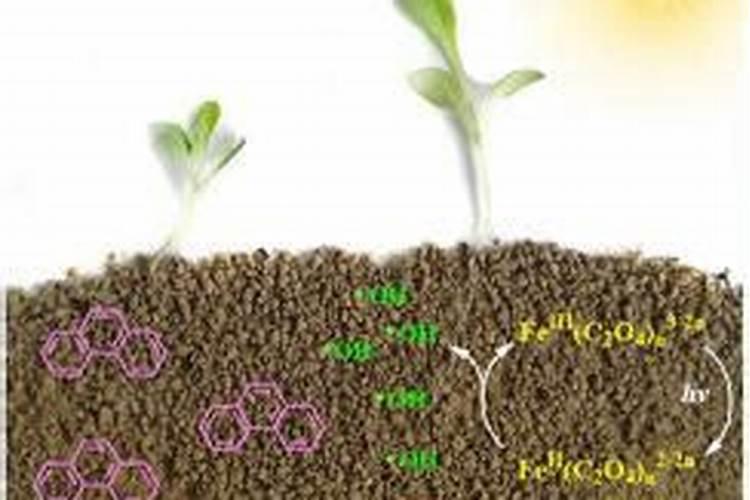 种植菠菜怎么施肥？施什么肥料？