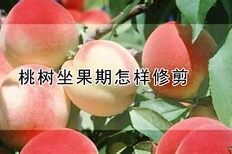 中熟水蜜桃9月份能施肥吗