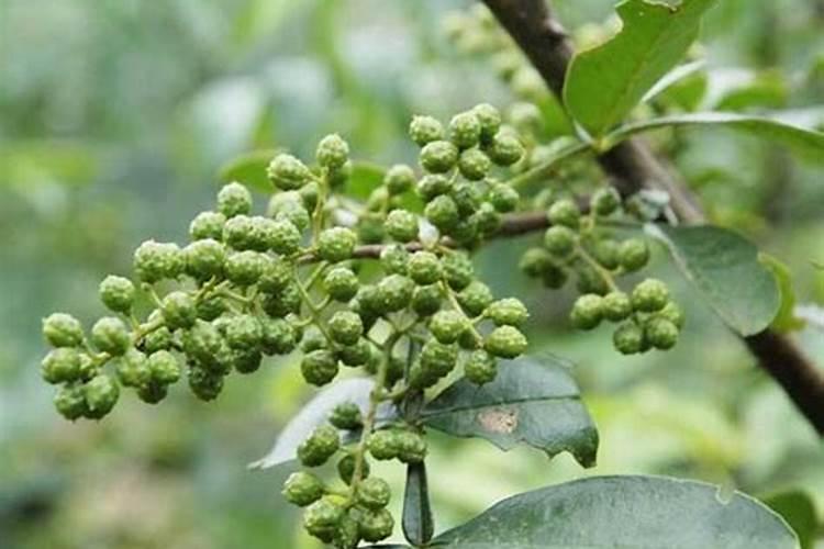 花椒树施什么肥