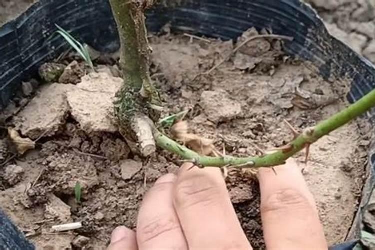 腐植酸钾是什么肥 腐植酸钾好用吗