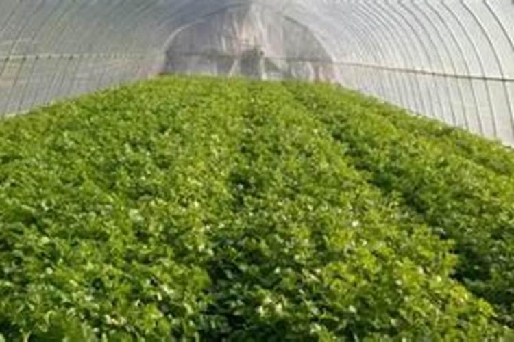 怎样种菜长得快简单一招蔬菜长得壮壮的