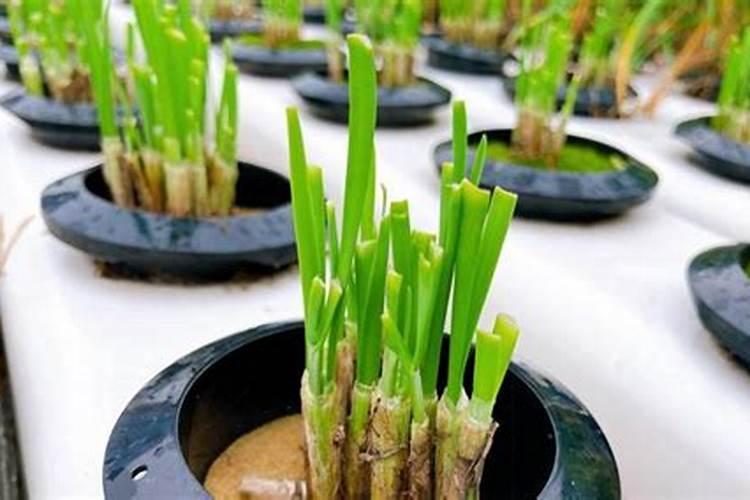 刚种地韭菜能上复合肥水吗