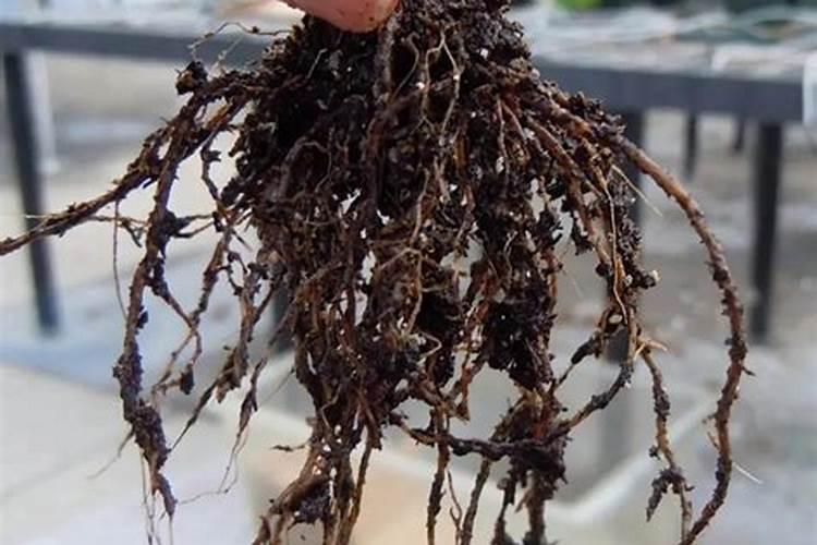 月季过冬这三点重要如何不影响来年开花