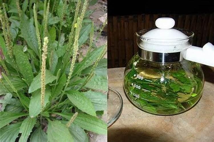 车前草应该要怎么育苗？