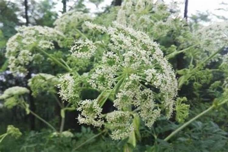 白芷后期施什么肥好