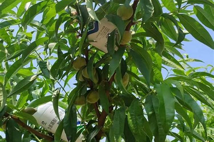 无锡水蜜桃施肥方法及时间是怎样的 无锡水蜜桃施肥方法及时间百度知 ...