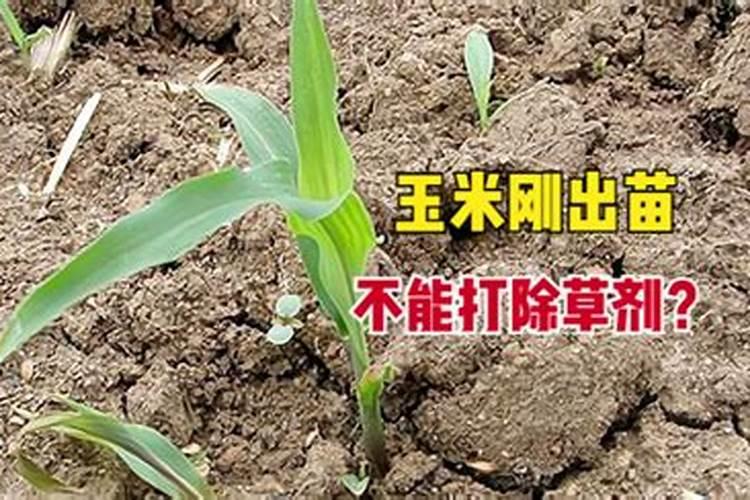 芸苔素喷玉米真的能增产吗(玉米喷施使用芸苔素最佳时间)