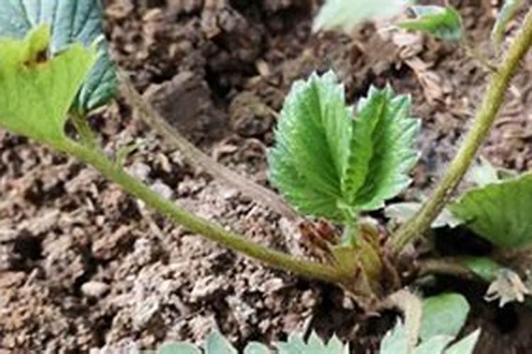 草莓专用肥是什么肥料 草莓施入氮磷钾肥的作用