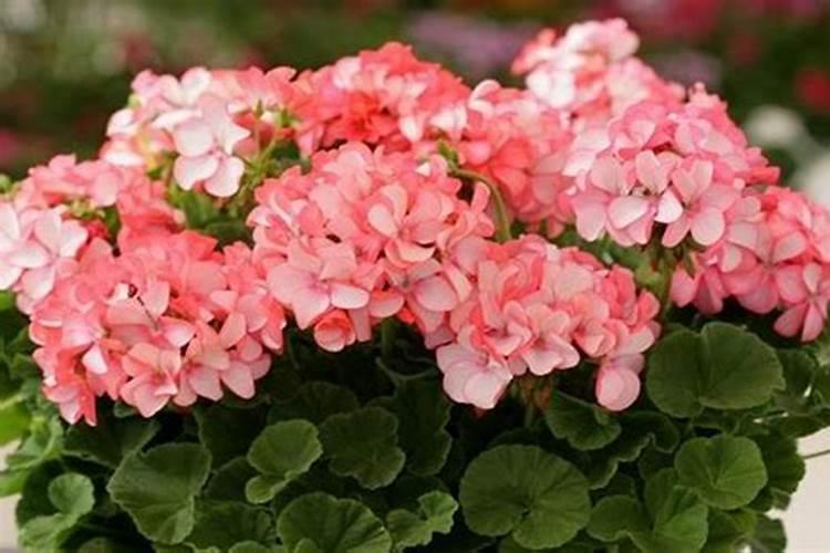 天竺葵花期养护方法 开花期间养殖要点
