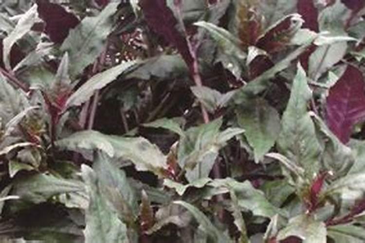 天竺葵多久施肥 天竺葵合适施肥时间